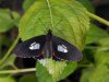 Iphidamas cattleheart - Parides iphidamas 